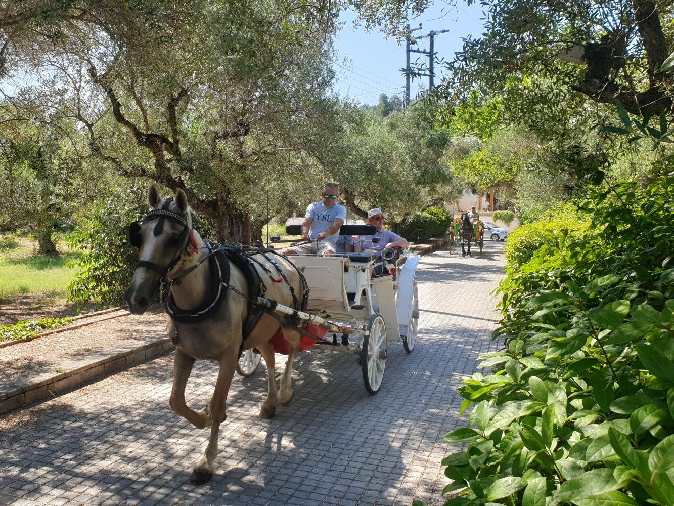 picture from activity Romantic Horse-Drawn Carriage Tour in Zante Town